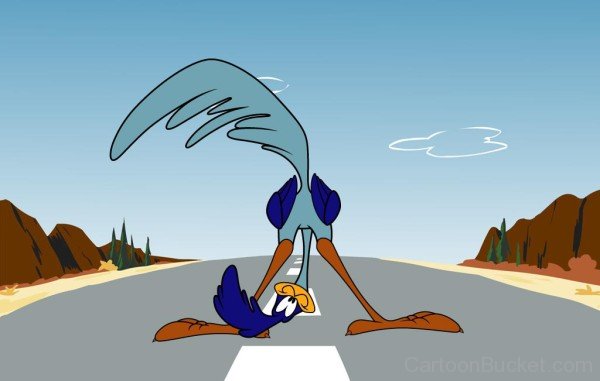 Funny Road Runner Picture